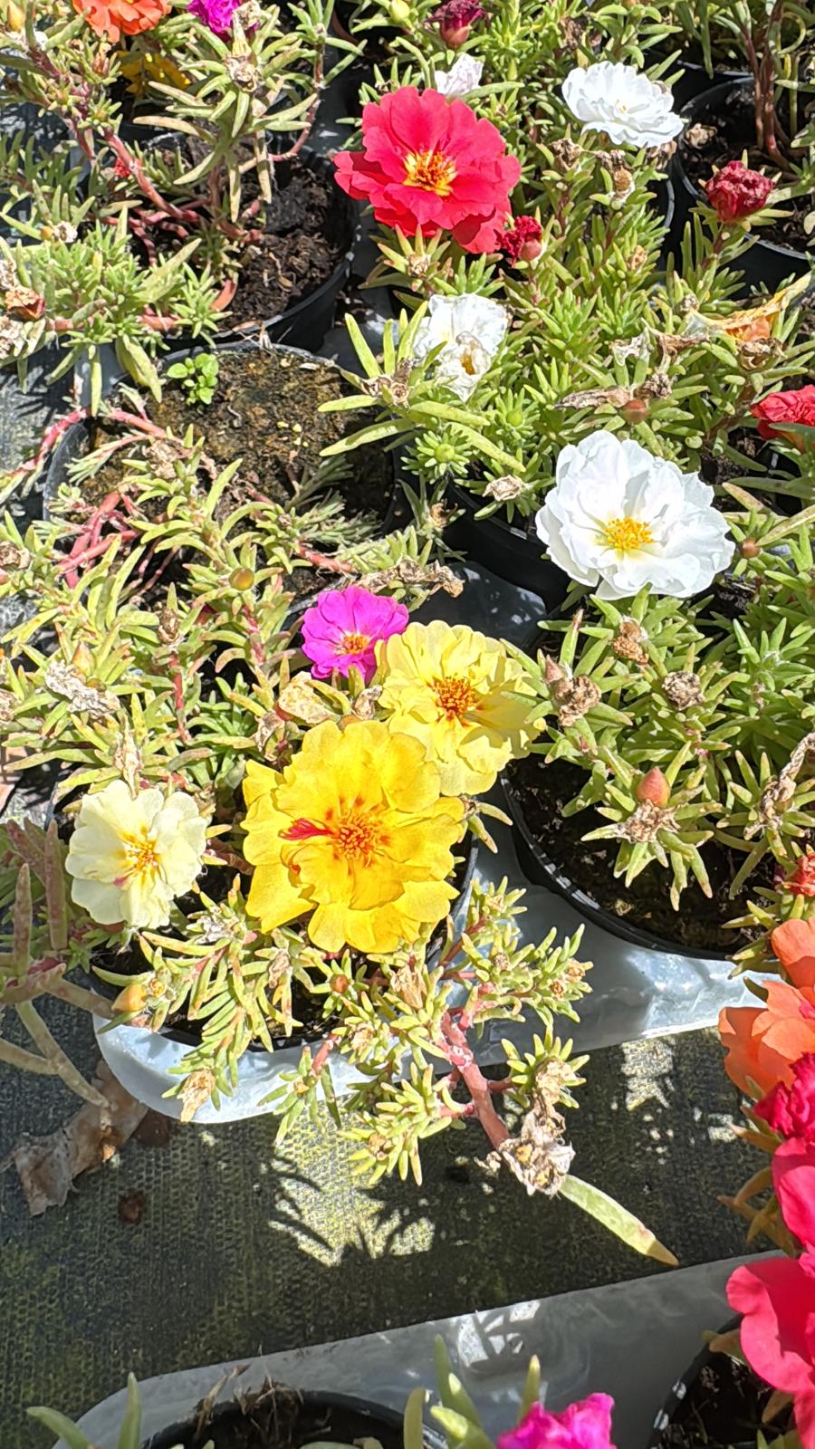 Portulaca grandiflora